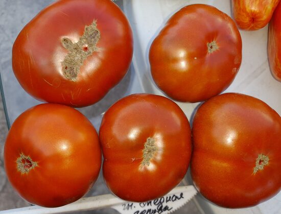 Гном Медная Голова